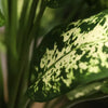zijdeplanten nep kunstplanten