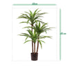 grote zijde planten zijdeplanten