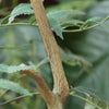zijdeplanten kunstplanten