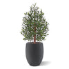 zijde planten