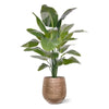 zijdeplanten nep planten kunstplanten