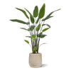 zijdeplanten nep planten kunst