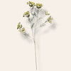 Anethum creme/wit