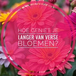 Zo blijven bloemen het langst mooi de geheime tips van de bloemist!