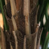 Areca Kunst Palm Deluxe XL 210cm