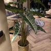 Alocasia Sarian kunstplant 140cm