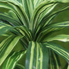 grote kunstplanten kunstplanten