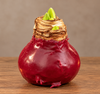 Wax amaryllis bol bordeaux