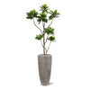zijdeplanten kunstplanten 