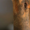 kunstboom kunstplant zijdeplanten