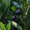 zijdeplanten zijdeboom kunstplant olijf