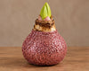 Amaryllis bol roze wax glitter
