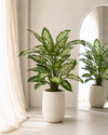 Dieffenbachia Kunstplant Deluxe 60cm