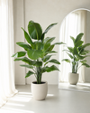 Strelitzia Nicolai XL Kunstpalm 155cm